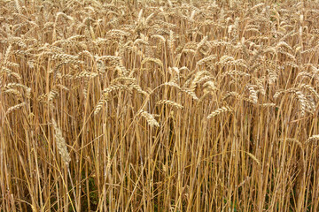 Background of wheat ears