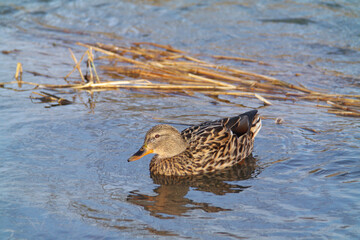 Mallard male, Anas platyrhynchos, on the lake during lovely spring sunset