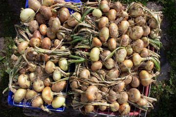 The harvested onion dries in the sun