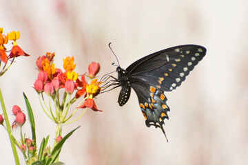 Butterfly 2019-246 / Spicebush Swallowtail (Papilio Troilus)