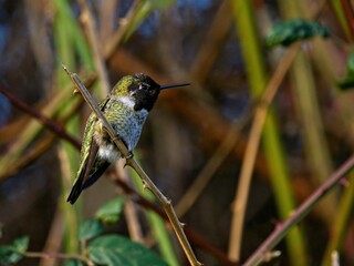 Anna's hummingbird perched