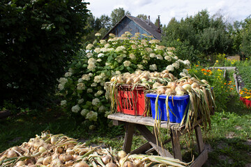 Harvested onions in colored boxes dry in the sun in the yard