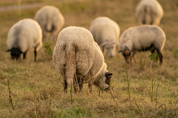 Obraz premium Dutch sheep eat fresh green grass during sunrise on the field in autumn with sun in the back