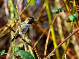 Anna's hummingbird perched