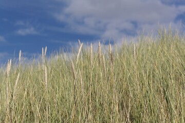 European beachgrass, Ammophila arenaria