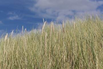 Obraz premium European beachgrass, Ammophila arenaria