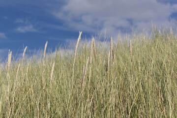 European beachgrass, Ammophila arenaria