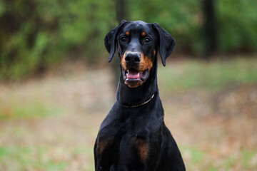 Beautiful doberman puppy looking at the camera