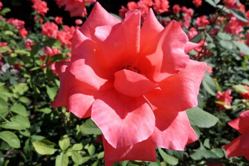 Pink roses bloom