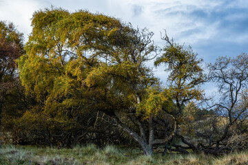 Fototapeta premium Autumn Colour, Tentsmuir Forest, Fife, Scotland