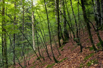 Fototapeta na wymiar The Irati Forest. Western Pyrenees of the Navarre region, Spain. It is the second largest and best preserved mixed beech-fir forest in Europe.