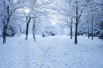 beautiful winter park with snow