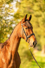 Fototapeta premium A brown horse head, in the autumn evening sun