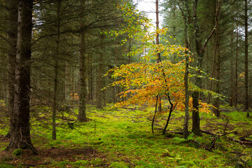 Autumn Beech and Pine Trees, Tentsmuir Forest, Fife, Scotland