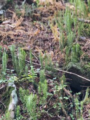 moss in the forest