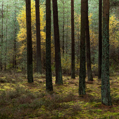Autumn Colour, Birch and Pine Trees in Tentsmuir Forest, Fife, Scotland
