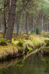 Fototapeta na wymiar Scots Pine and Drainage Channel, Tentsmuir Forest