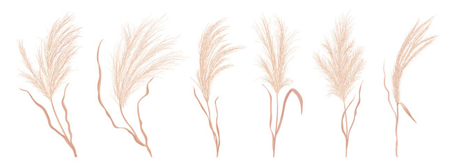 Dry pampas grass vector set. Watercolor field autumn design elements. Boho fall illustration of dried plant