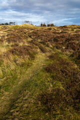 Grass and Heather Heath at Tentsmuir Forest