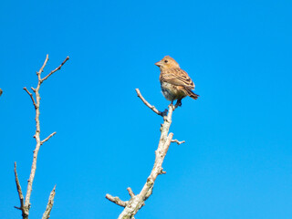 Bird on a branch: House finch bird perched at the very top of a tree branch looking sideways against a brilliant and cloudless blue sky on a summer day
