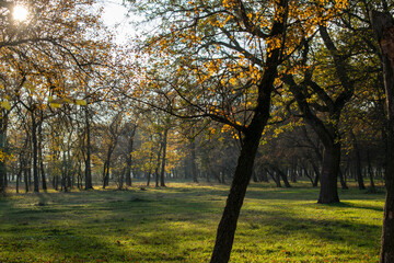 Brightly colored forest in autumn at sunset