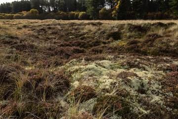 Obraz premium Lichen Heath at Tentsmuir Forest, Fife, Scotland