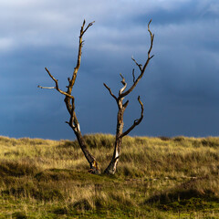 Old Tree against Grey Sky, Tentsmuir, Fife, Scotland