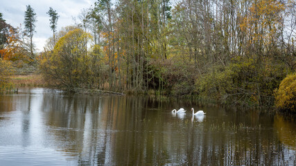 Swans at Morton  Lochs, Tentsmuir NNR, Fife, Scotland