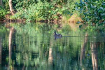 Fototapeta na wymiar Female mallard duck. Portrait at sunrise of a duck with reflection in green water