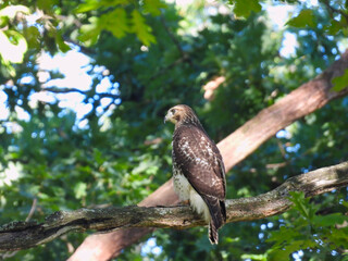 Hawk hunting in the forest: Red-tailed hawk hunts in the woods from a perch on thick and bare tree branch on a summer day as sunlight shines through onto the back of this bird of prey raptor