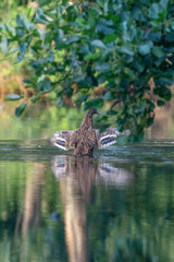 Mallard is washing with spread wings during sunrise. Water splashed around. Wet duck with reflection in green water