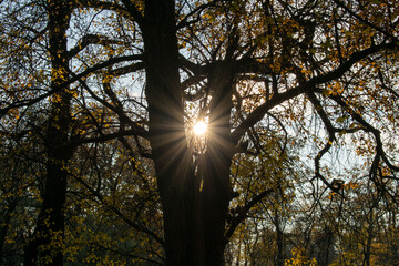 Obraz premium Brightly colored forest in autumn at sunset