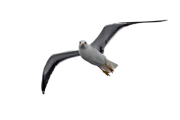 Obraz premium Isolated flying seagull. Lesser Black-backed Gull (Larus fuscus).