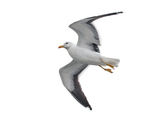 Isolated flying seagull. Lesser Black-backed Gull (Larus fuscus).