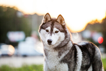 Dogs Summer Sunset Evening Husky