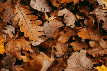 autumn leaves top view background
