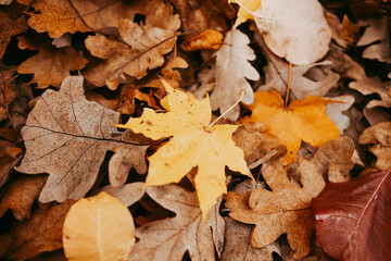 autumn leaves top view background
