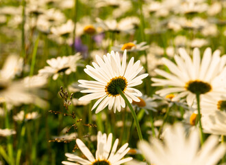 Obraz premium Margeritenfeld, Leucanthemum vulgare