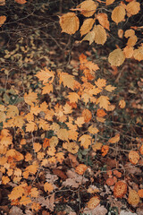 autumn leaves top view background