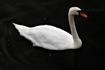 A Mute Swan on the water