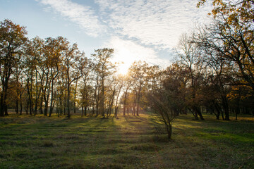 Brightly colored forest in autumn at sunset
