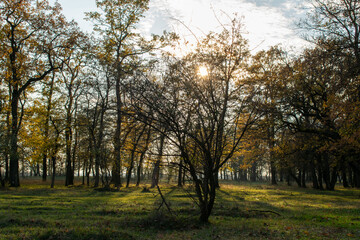 Brightly colored forest in autumn at sunset