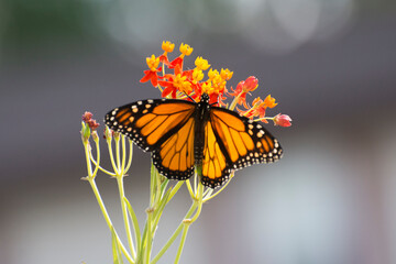 Butterfly 2019-247 / Monarch butterfly (Danaus plexippus)