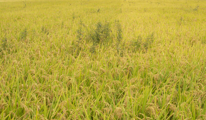 Weeds in rice paddy field before harvest in Japan