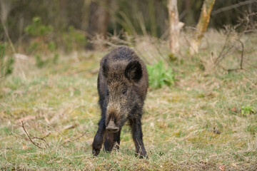 Wild boar, a cute piglet walking on grass, trees in backgound