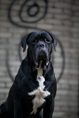 Obraz premium Italian cane corso walks in the park