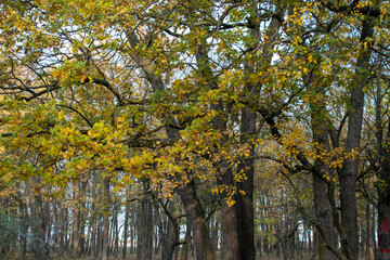 Brightly colored forest in autumn at sunset