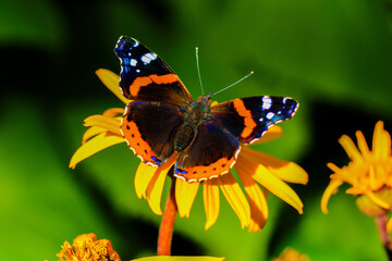 Red Admiral Butterfly
