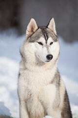 Siberian husky in the snow