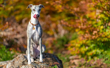 Windhund - Portrait einer hübschen Whippet Hündin im herbstlichen Wald